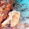 064 octopus vulgaris poulpe commun
